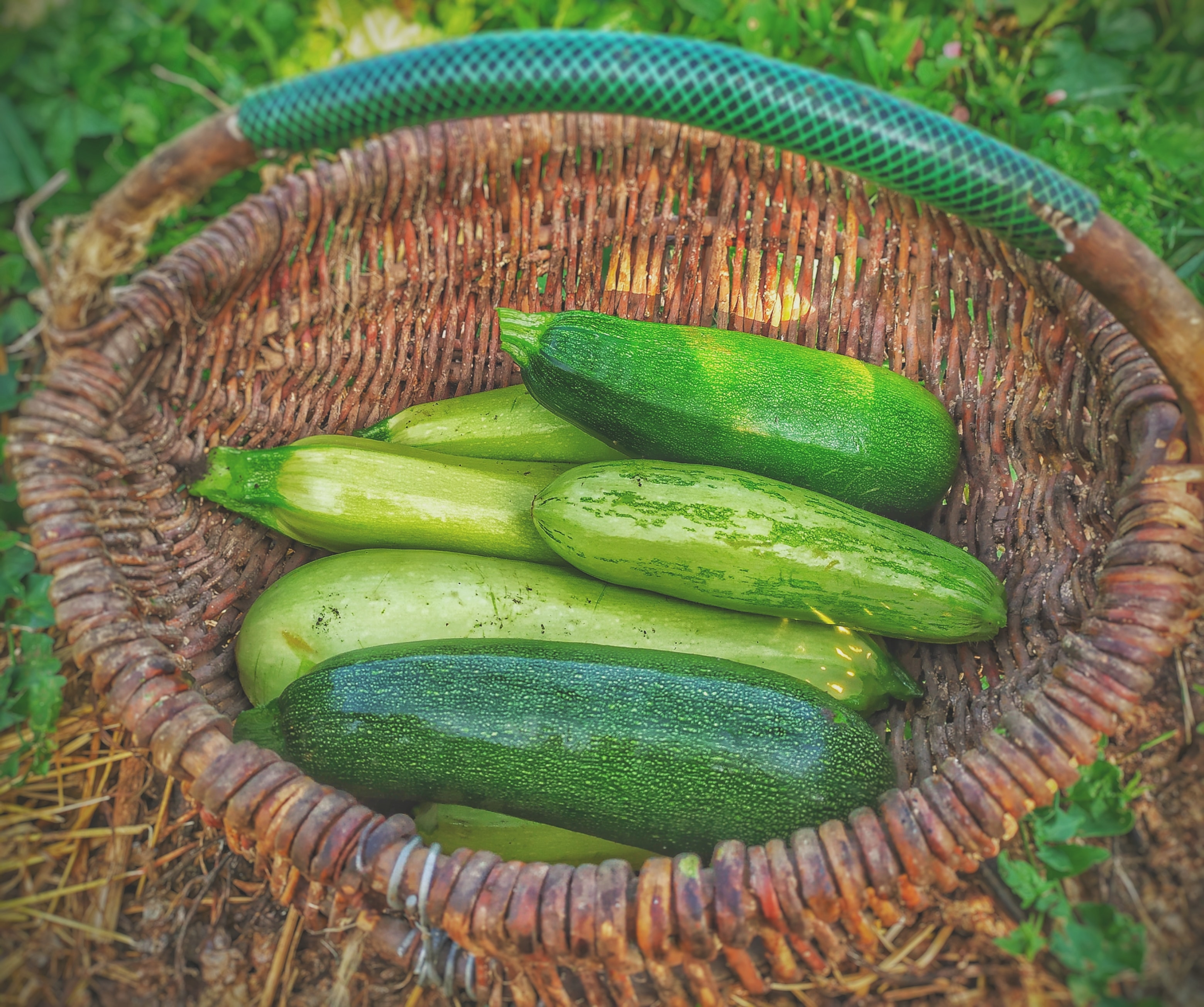 Creamy Courgette Soup